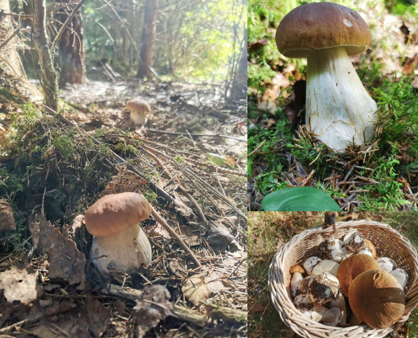 <p>skog, Mykorrhiza. Som alla soppar har den rör, inte skivor. Uppskattad matsvamp. </p>