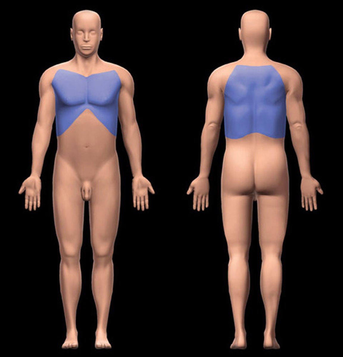 <p>chest and back</p>