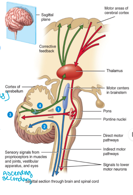 <ul><li><p>Consists of ascending tracts from the spinal cord to the cerebellum (compare plan to what is happening)</p></li><li><p>The receptor is located on the 1st order neuron</p><ul><li><p>Proprioceptors that detect changes in balance and body position (present in joints)</p></li></ul></li><li><p>The second order neuron goes to the cerebellum (normally goes in thalamus)</p></li><li><p>This pathway does not have a 3rd order neuron</p></li><li><p>You do not have any conscious perception of the activities in this pathway</p></li></ul><p></p>