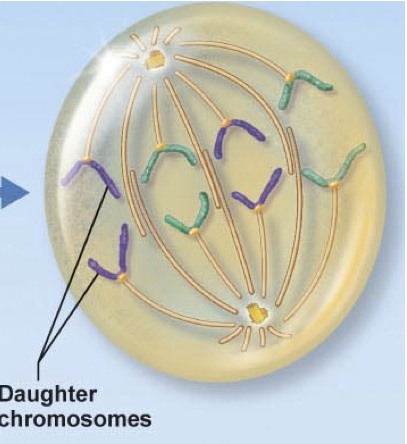 -centromeres split in two 
-sister chromatids (now called chromosomes) are pulled toward opposite poles
-certain spindle fibers begin to elongate the cell