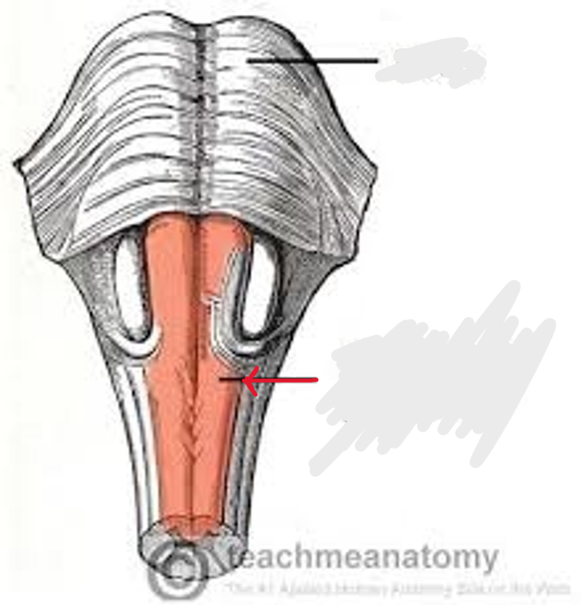 <p>Structure. Front legs of the seahorse</p>