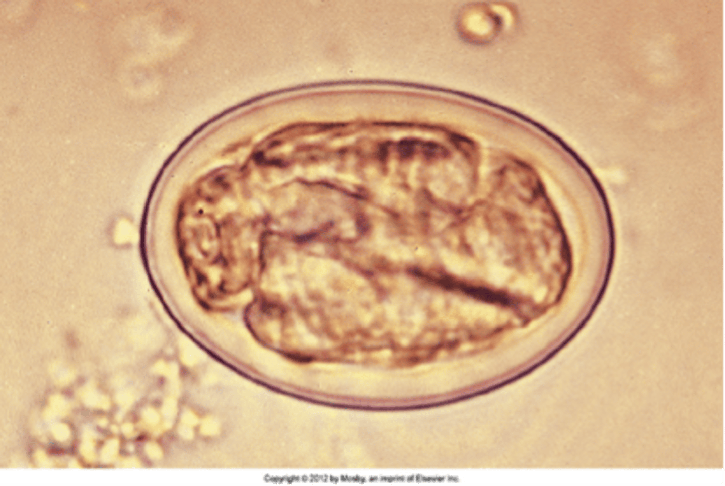 <p>canine and feline stomach worm; larvated eggs</p>