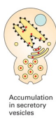 <p>What is the defective function, if the secretory proteins accumulate in the Secretory vesicles ?</p>