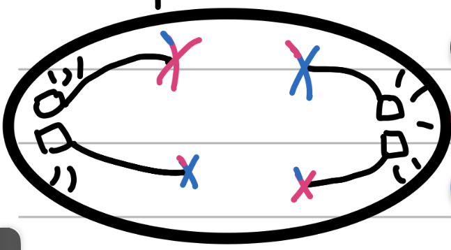<p>AHHHH!</p><ul><li><p>Spindle fibres pull apart and pull away</p></li><li><p>Cell begins to stretch apart</p></li></ul>