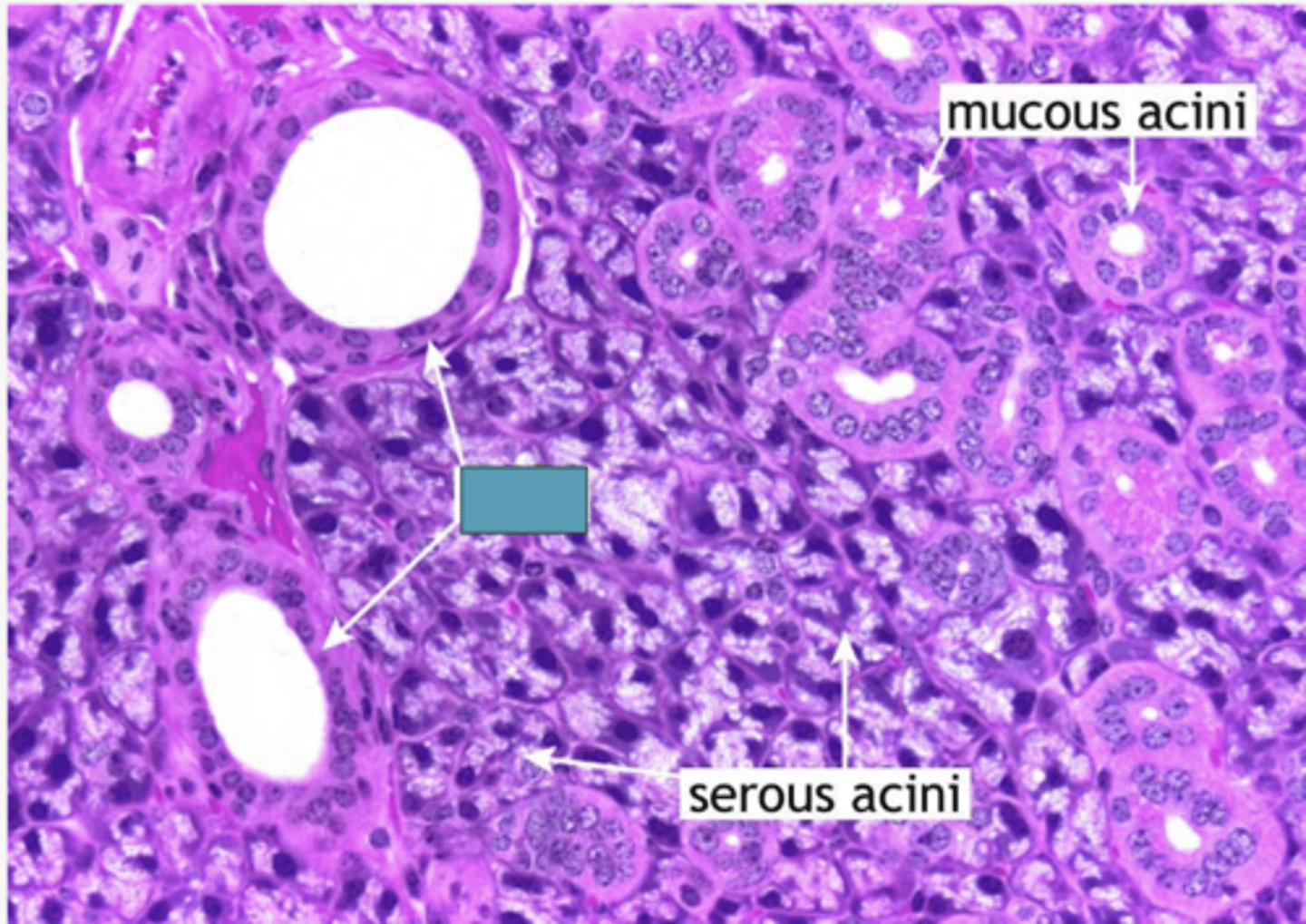 <p>Identify the structure</p>