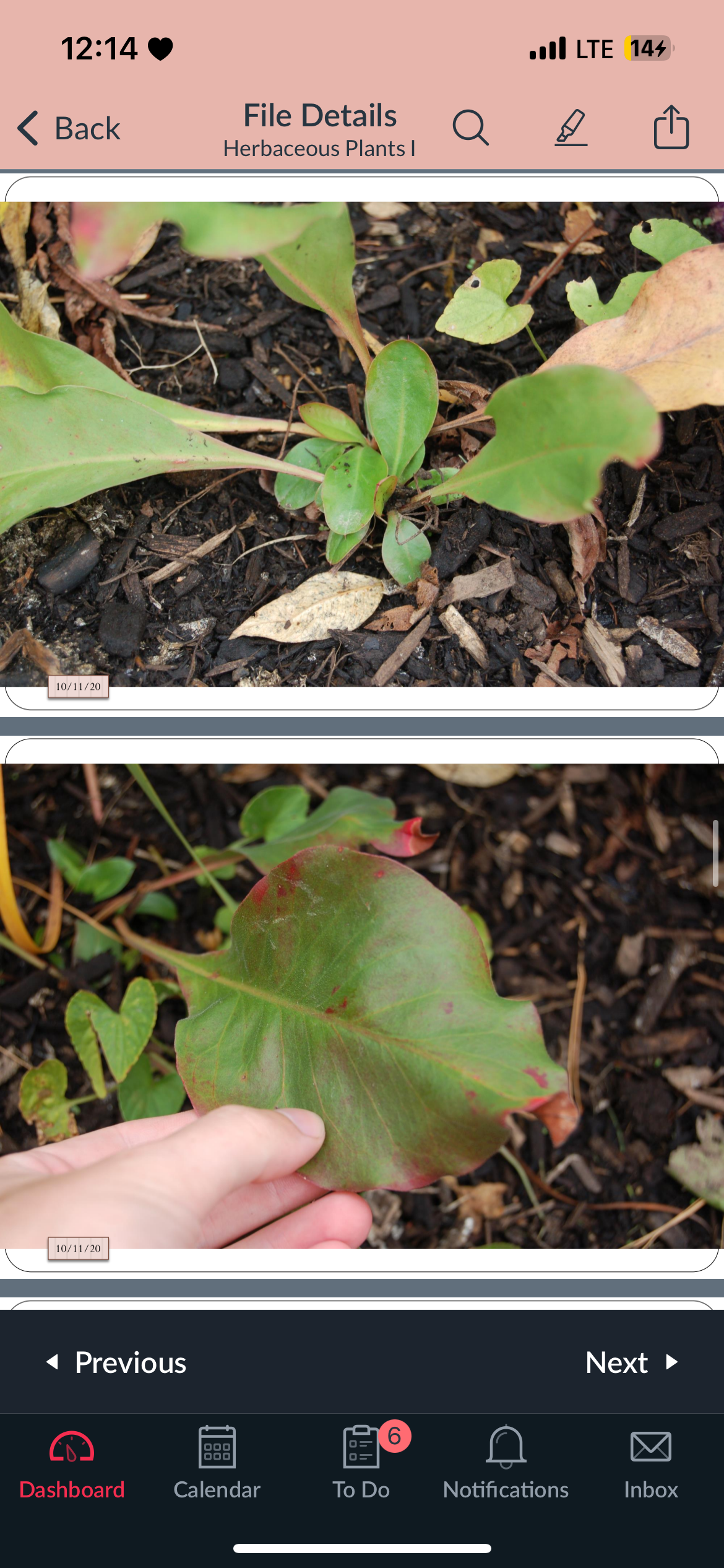 <p>tiny white dots on leaves, no stem, only basal rosette, well drained soil, full sun</p>