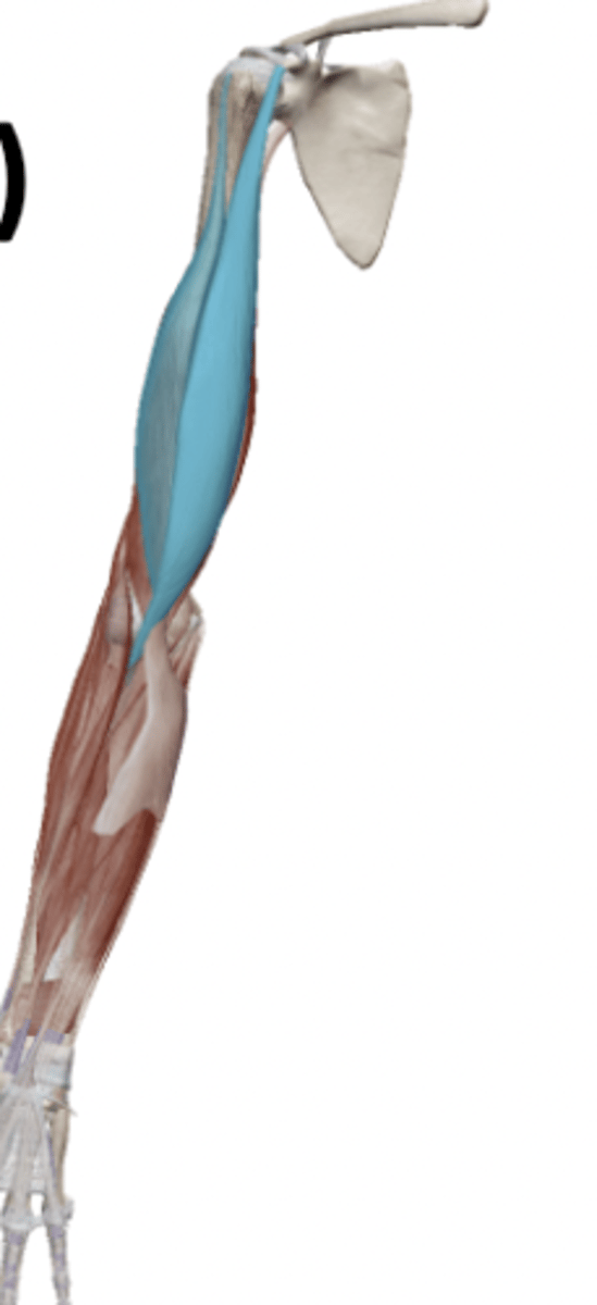 <p>What is the OIAN of the Biceps Brachii</p>