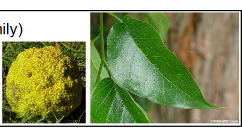 <p>Moraceae</p><p>Maclura pomifera</p>
