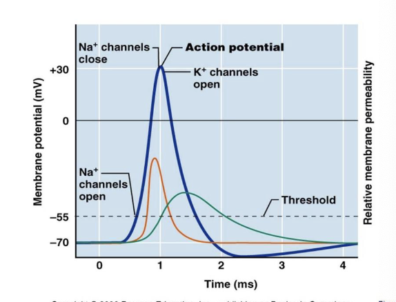 <ul><li><p>Na+ channels → action potential peak</p></li><li><p>K+ channels → resting potential</p></li></ul><p></p>