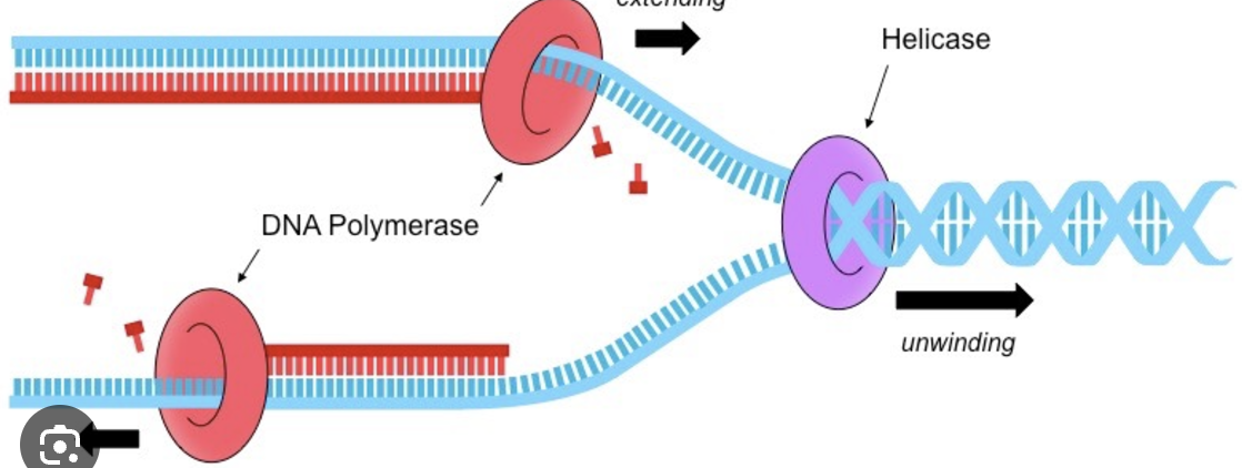 <p>Enzyme that unwinds (DNA double helix) + breaks hydrogen bonds betw DNA strands</p>