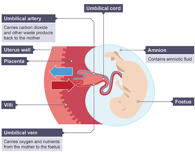 <p>Carries oxygen and nutrients from mother’s blood to foetus</p>