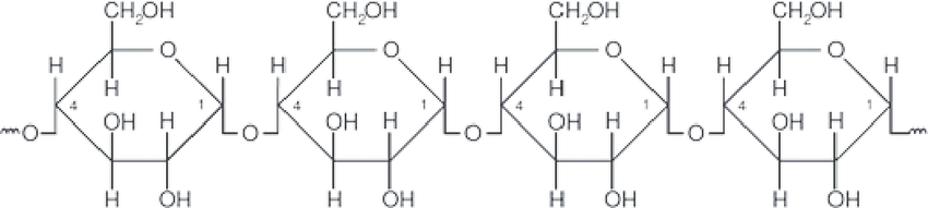 * long chains of alpha-glucose with glycosidic bonds (carbs) between carbon-1 and carbon-4
* glucose molecules can easily be added to amylose by condensation or removed by hydrolysis