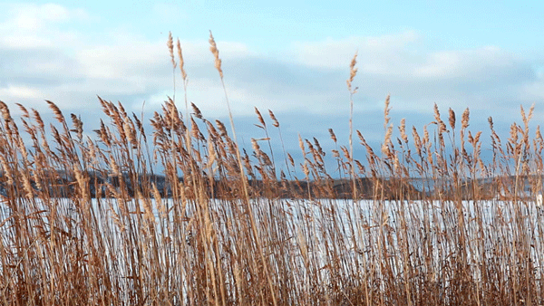 <p><u>Invasive, reed-like plants</u> that thrive (do very well) and rapidly (grow very fast) in water and wetland areas are called __________.</p>