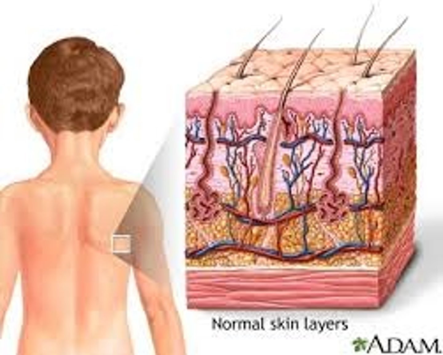 <p>skin, mucous membranes, hair, and nail (function - protection, sensation, &amp; regulates body temperature)</p>