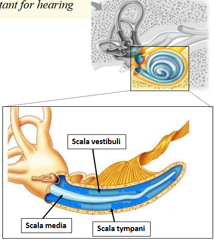 <p><span>§ Scala vestibuli (vestibular duct) begins at the oval window filled with perilymph.</span><br><span>§ Scala media (cochlear duct) filled with endolymph.</span><br><span>§ Scala tympani (Tympanic duct) end at the round window filled with perilymph </span></p>