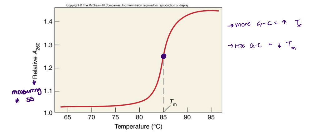 <ul><li><p>is the midpoint of the temperature range for denaturation</p></li><li><p>50% of DNA has separated to 2 strands</p></li><li><p>depends on the G-C content → can be used to characterize genomes</p></li></ul>
