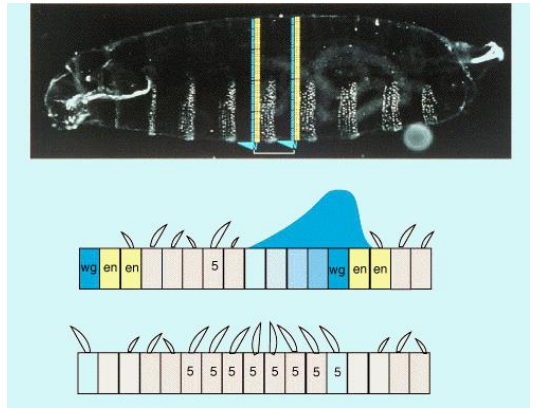 <p>Segment polarity genes, through their interactions, control the fate of cells within each segment, including which cells will secrete denticles (ventral hairs) and which will form smooth ("naked") cuticle. </p><ul><li><p>For example, Hedgehog (Hh) signaling maintains Wingless (Wg) expression. Wg signaling, in turn, generally suppresses denticle formation in the cells that receive the Wg signal, leading to the "naked" cuticle region. Disruption of this signaling (e.g., in a wg mutant) leads to an expansion of denticle-forming cells.</p></li></ul><p></p>