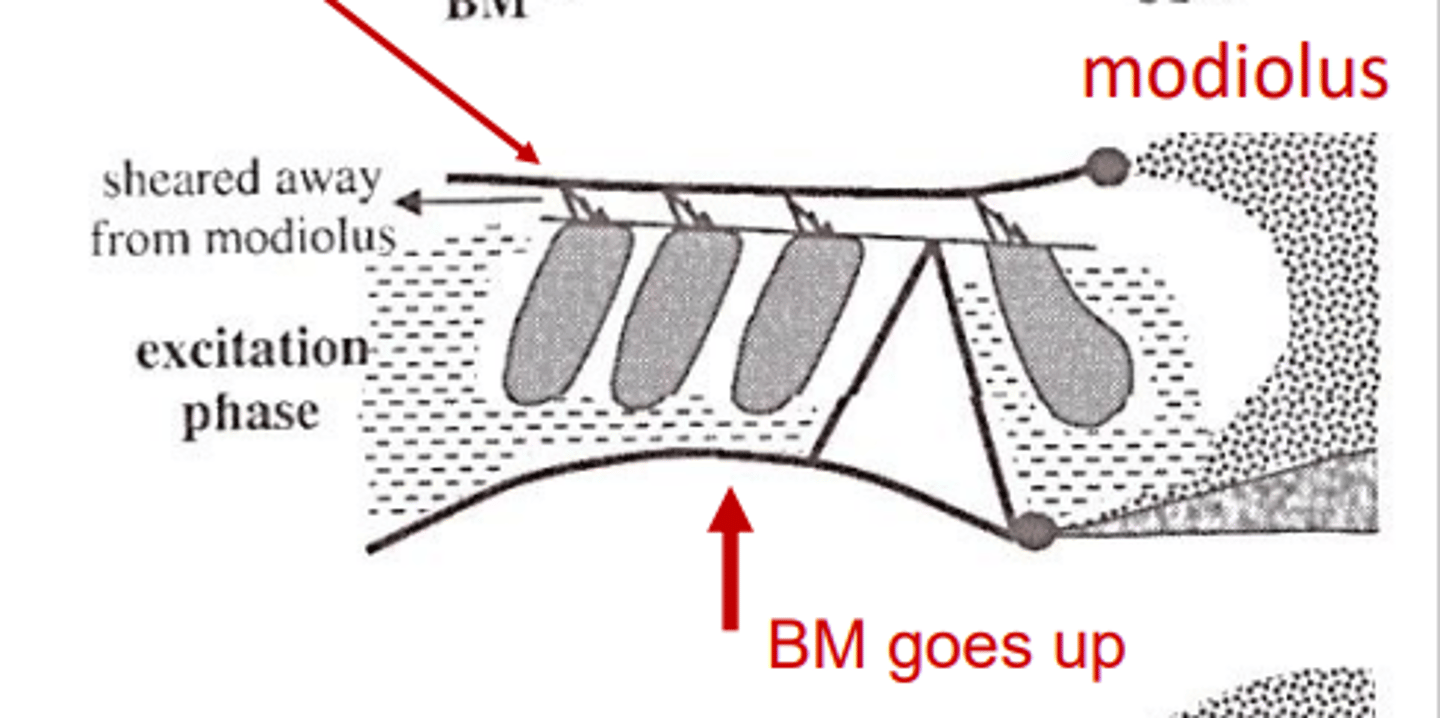 <p>the excitatory phase of the hair cells. This occurs when the basilar membrane moves towards the scala vestibuli</p>