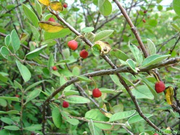 <p><em>Cotoneaster integerrimus</em></p>