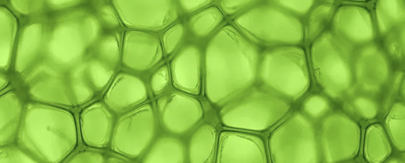 <p>Chlorophyll (e⁻)</p>