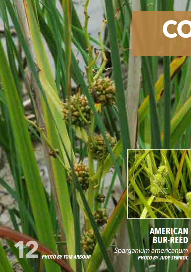 <p>Bur-Reed; Sparganaceae</p>