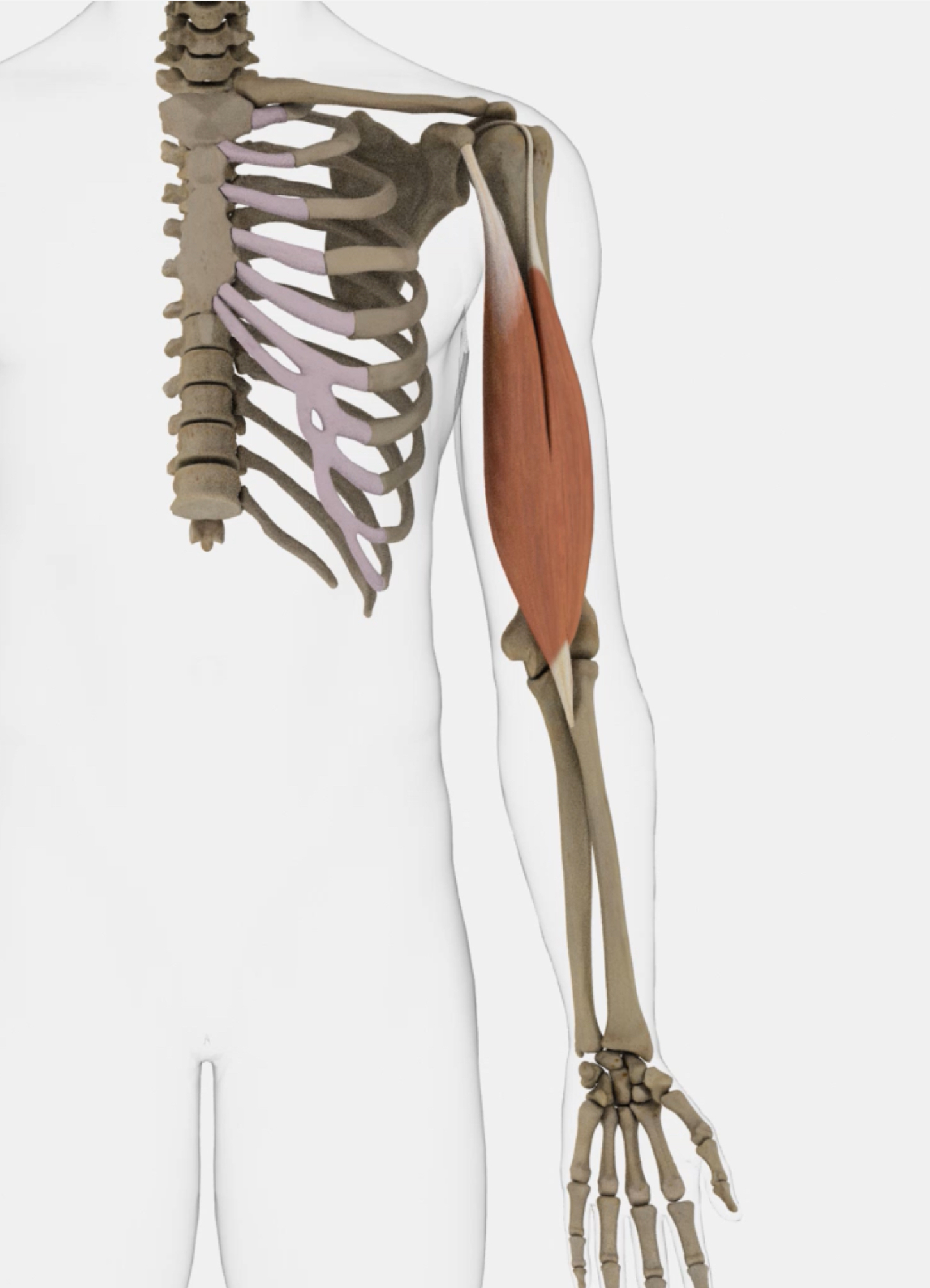 <p>Flexes elbow </p><ul><li><p>belly button side, nearest pec</p></li></ul><p></p>