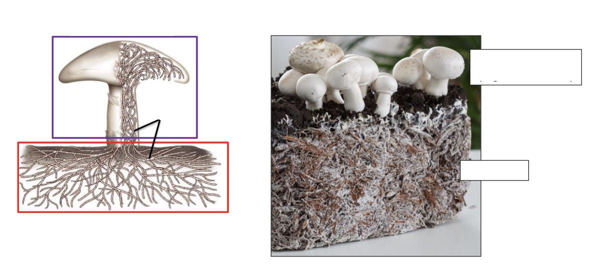 <p>Label fruiting body, hyphae and mycelium</p>