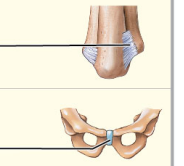 What type of movement is amphiarthrosis?