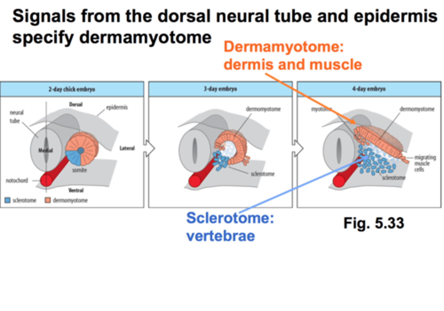 <p>dermamyotome (except for head muscles)</p>
