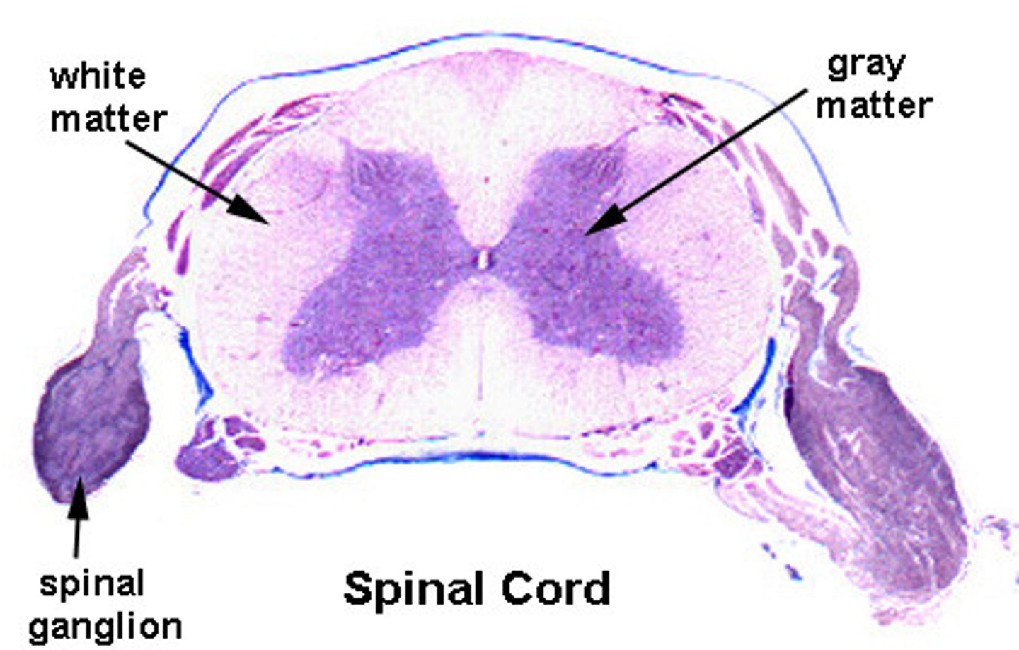 <p>GREY MATTER= Grey areas of neurons, Nerve cell bodies and unmyelinated fibres</p><p>WHITE MATTER:= White areas (due to lipid myelin), Myelinated fibres</p>