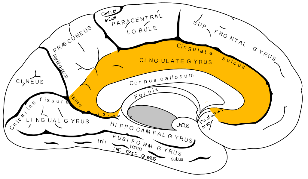 <p>Connect limbic system and prefrontal cortex; affect regulation</p><ul><li><p>OCD &amp; anxiety</p></li></ul><p></p>