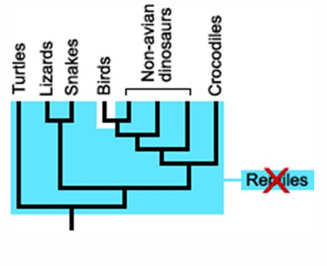 <p>type of clade</p>