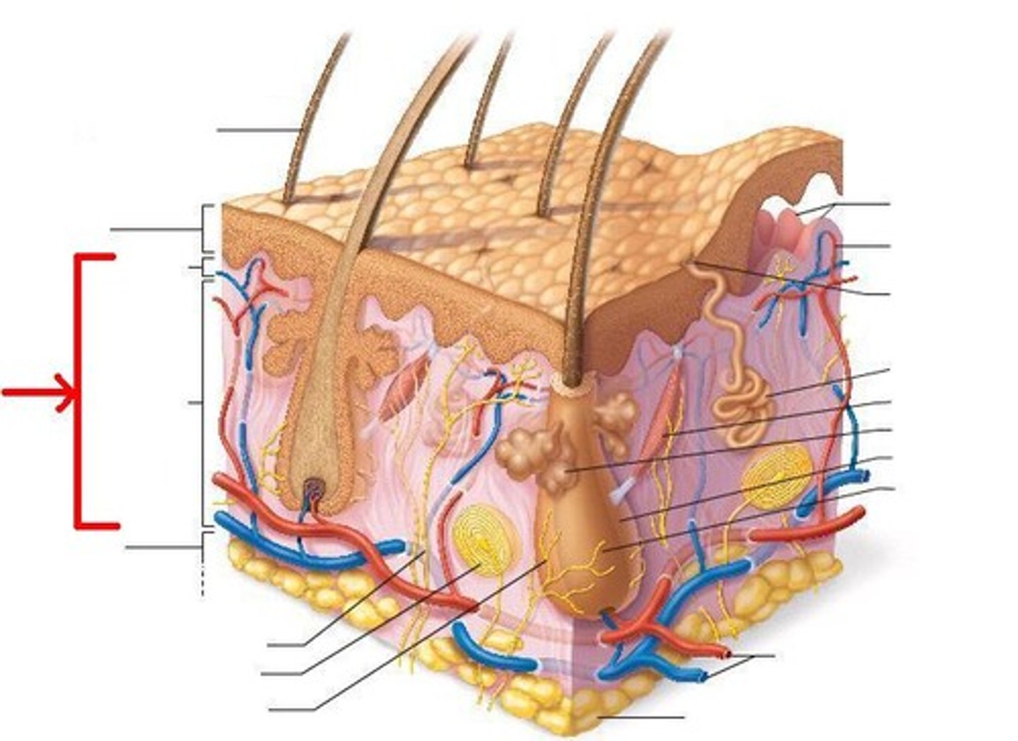 <p>middle layer of skin</p>