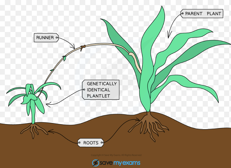 <p>piece of plant that is cut off and is planted in soil or water to grow into anew plant </p>