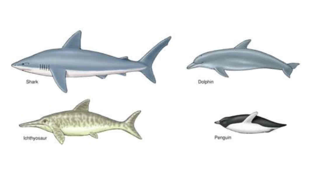 <p>Convergent evolution</p>