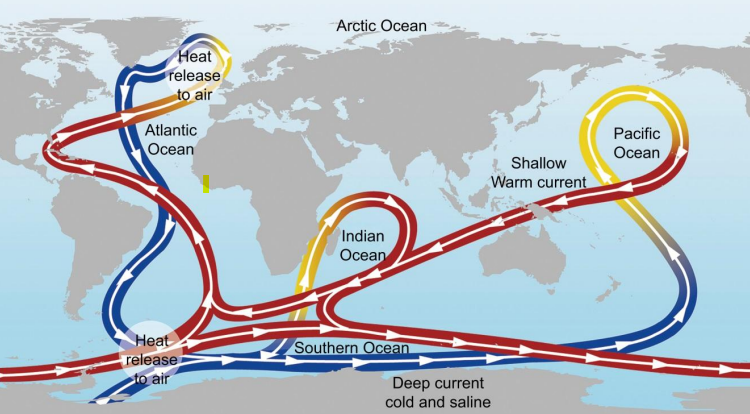 <p>Articulate the significance of global ocean/thermohaline circulation</p>