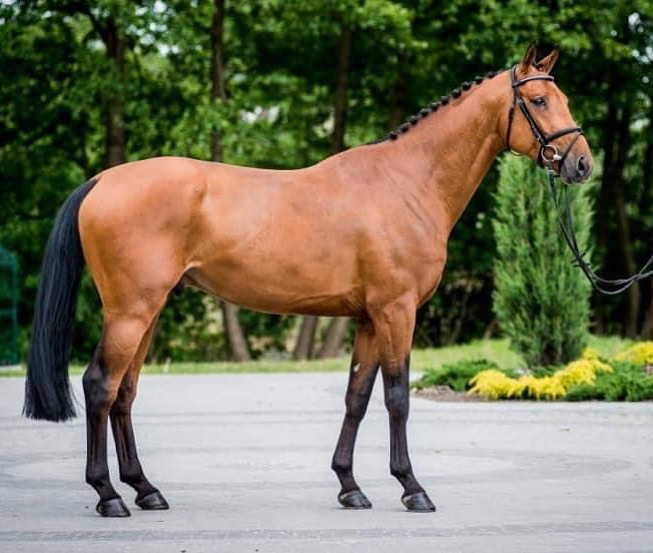 <p><strong>Warmblood Horse</strong></p>