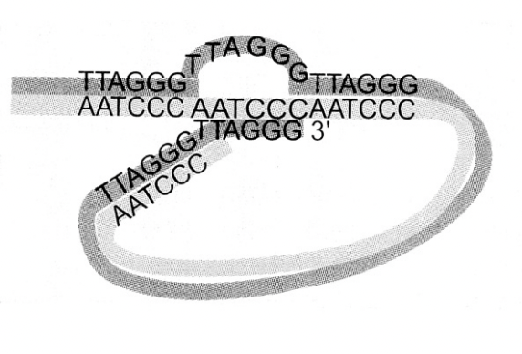 <ol><li><p>Yeast repeat TG(1-3)</p></li><li><p>human repeat TTAGG</p></li><li><p>Arabidopsis repeat TTTAGGG</p></li></ol><p><em>stabilised by proteins</em></p><p><em>→ becomes a loop so </em><strong><em>no end anymore!</em></strong></p>