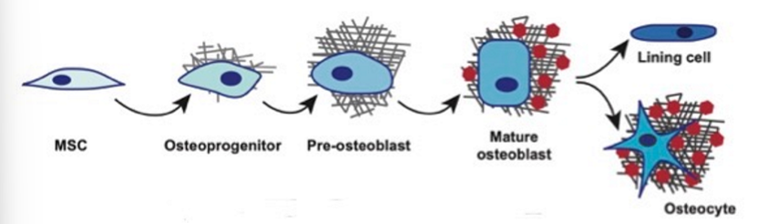 <ul><li><p><span>Med rätt stimulans kan <em>mesenkymala stamceller</em></span><br><span>differentiera till <em>osteoprogenitorceller</em> (även kända som</span><br><span>osteogena celler), vilka utvecklas till <em>preosteoblaster</em>, som</span><br><span>i sin tur utvecklas till <em>osteoblaster</em></span></p></li><li><p><span><strong>Osteoproginitorceller</strong> :stamceller som har åtagit sig att gradvis utvecklas till osteoblaster</span></p></li><li><p>En mogen <u>osteoblas</u>t är <u>postmitotisk</u>, vilket innebär att den inte längre kan dela sig</p></li></ul><p><span>mesenkymala stamceller →osteoprogenitorceller→preosteoblaster→</span><br><span>osteoblaster</span></p><p></p><p></p>