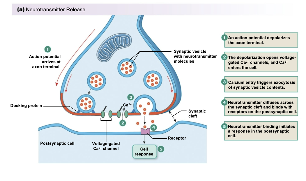 <ol><li><p>An AP depolarizes the axon terminal</p></li><li><p>The depolarization opens voltage-gated Ca<sup>2+</sup> channels and Ca<sup>2+</sup> enters the cell</p></li><li><p>Calcium entry triggers exocytosis of synaptic vesicle contents</p></li><li><p>Neurotransmitter diffuses across the synpatic cleft and binds with receptors on the postsynaptic cell</p></li><li><p>Neurotransmitter binding initiates a response in the postsynaptic cell</p></li></ol><p></p><p></p>