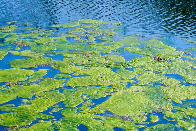 <p>surplus of nutrients cause rapid algae growth</p><ul><li><p>produce toxins</p></li><li><p>deplete oxygen  in water</p></li><li><p>blocking sunlight</p></li><li><p>disrupting food chains</p></li></ul><p></p>