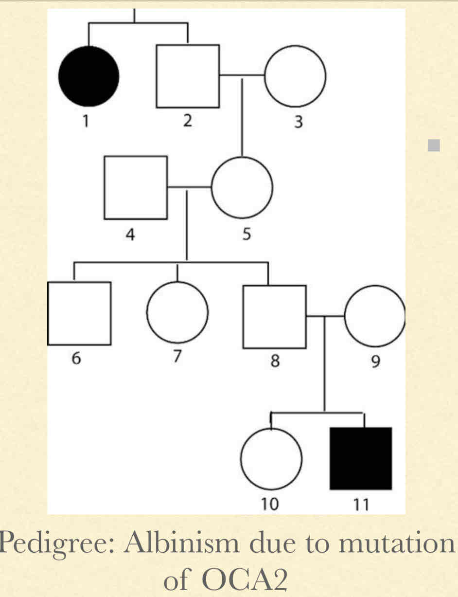 <p><strong><u>Concepts:</u></strong></p><ul><li><p>Must have mutant copy in both alleles for phenotype to be expressed</p></li></ul><p><strong><u>Pedigree Observations</u></strong></p><ul><li><p>Tends to “disappear” in generations</p></li><li><p>Equal in both females and males</p></li><li><p>If both parents are carriers their children will have 25% chance risk for inheriting phenotype</p></li></ul><p></p>