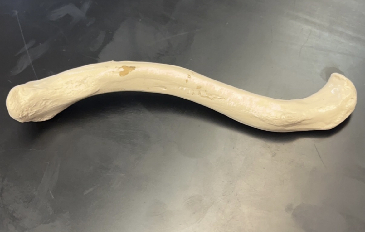<p>Name this bone:</p>