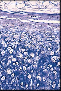 <p>Label the Elastic Cartilage </p>