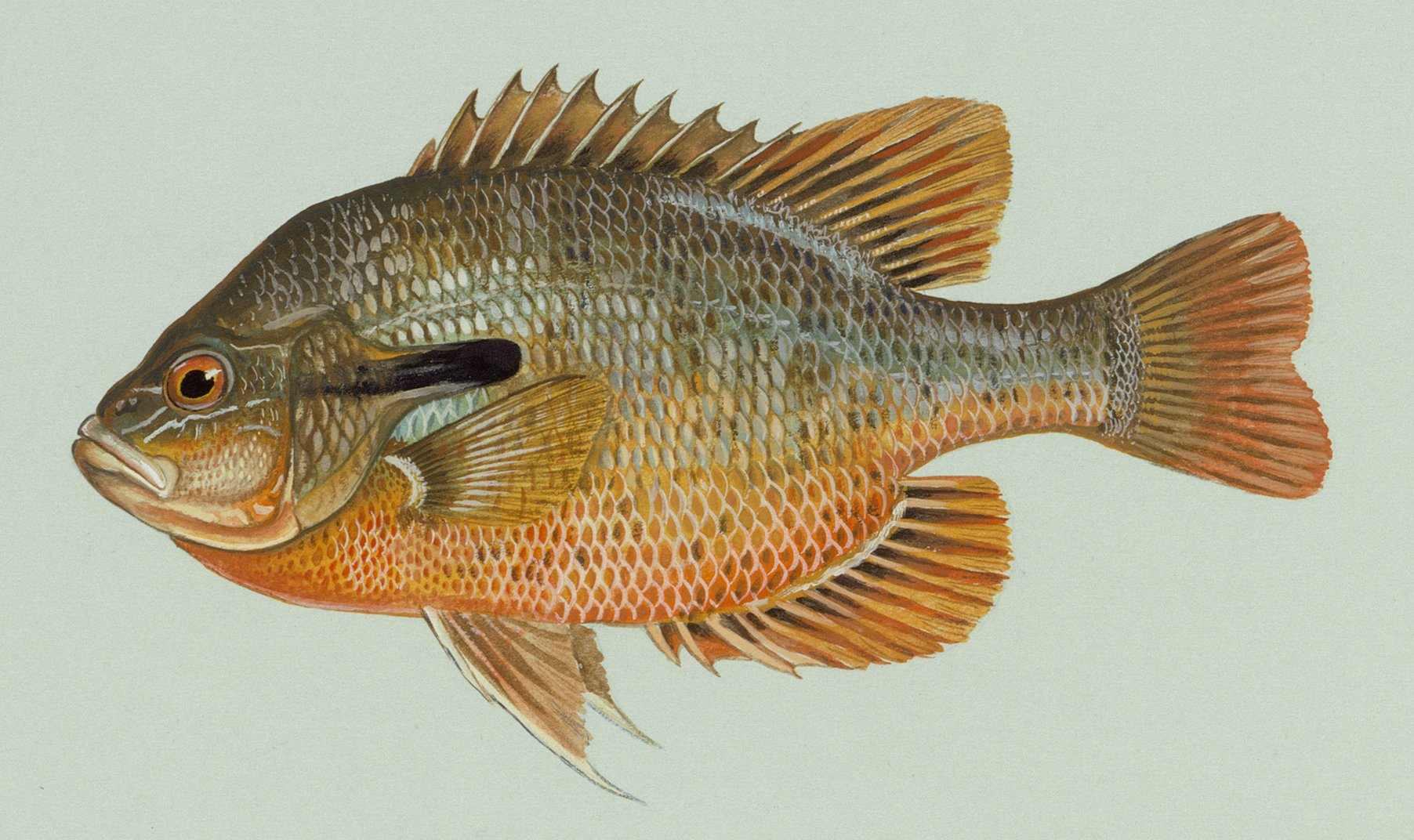 <p>Redbreast Sunfish</p>