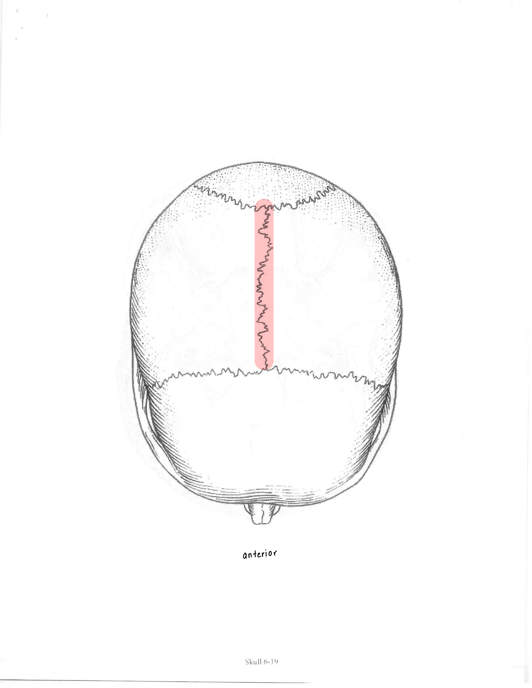 <p>ID feature</p>
