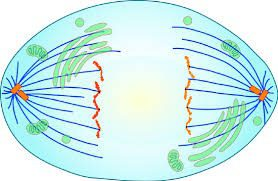 <p><strong>Which phase of mitosis is shown below?</strong></p>