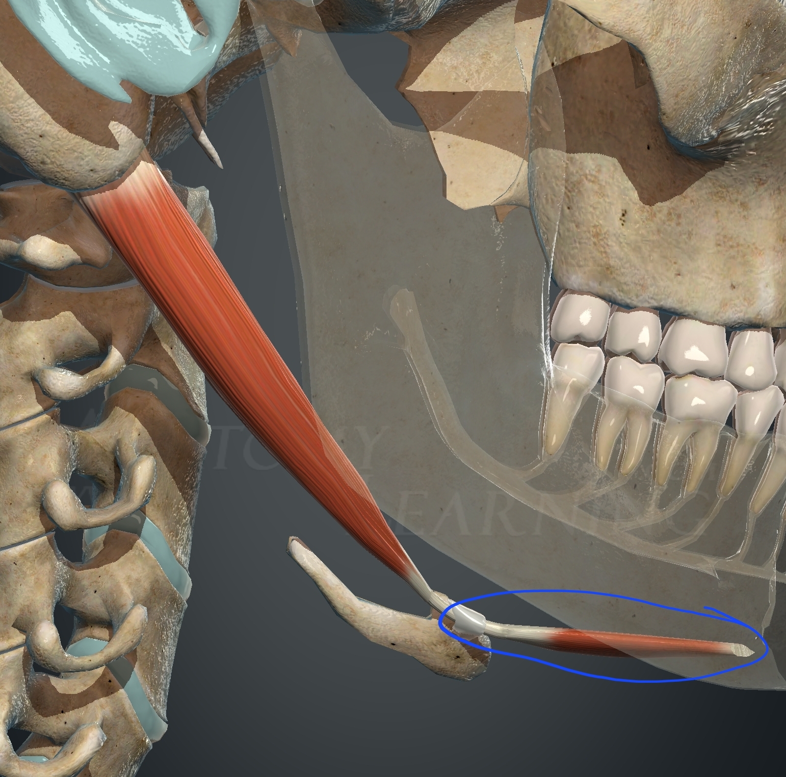 <p>What muscle is this?</p>
