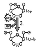 <ul><li><p class=""><strong>What happens?</strong> Another phosphate is added from a second <strong>ATP</strong>.</p></li><li><p class=""><strong>Why?</strong> This makes the molecule even more unstable and ready to split.</p></li><li><p class=""><strong>Energy?</strong> <strong>1 more ATP is used</strong>.</p></li><li><p class=""><strong>Visual:</strong> Now the sugar has 2 phosphates attached (one on each end).</p></li></ul><p class=""><strong>Analogy:</strong> Like pulling both ends of a stick until it snaps.</p>