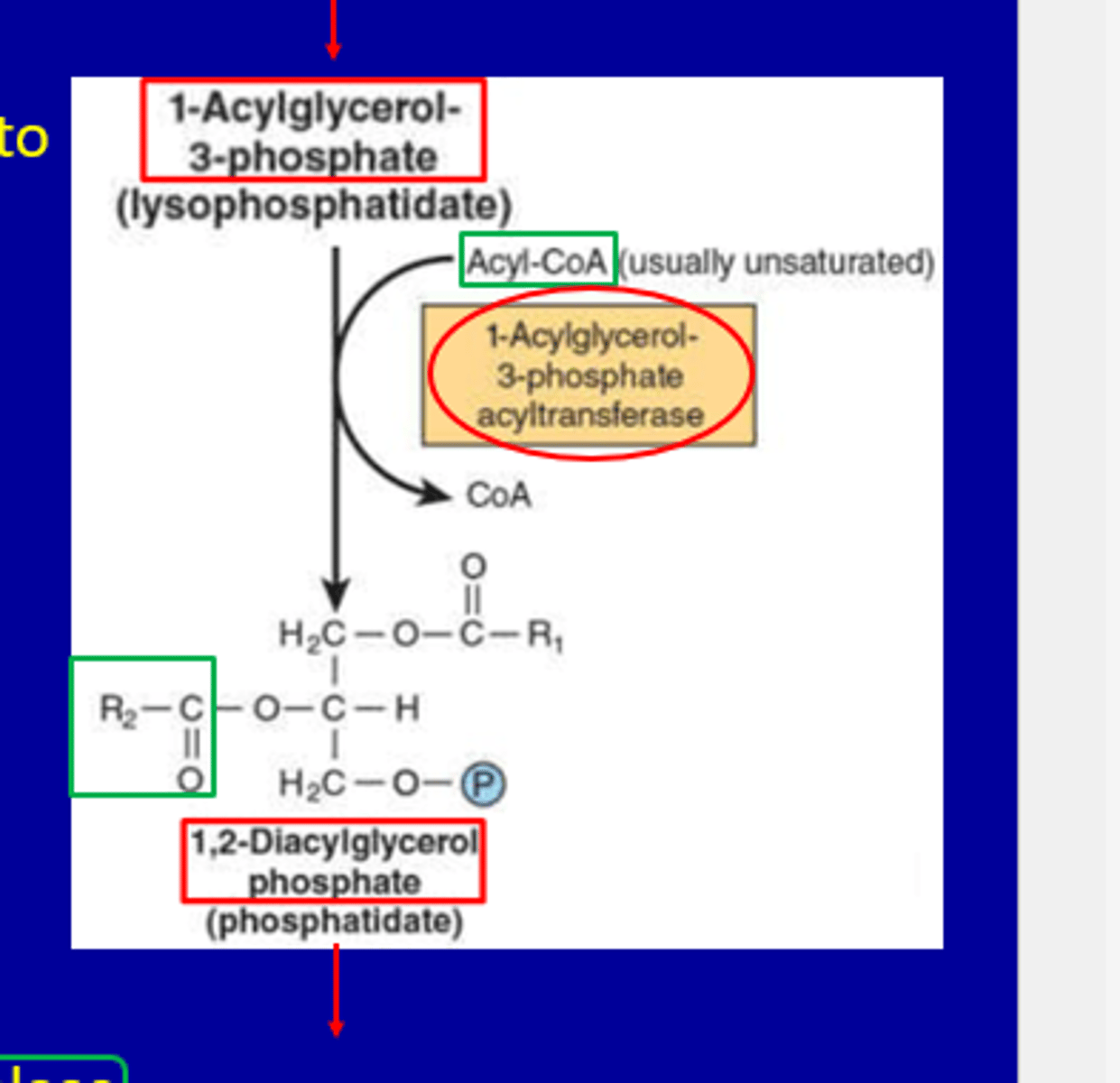 <p>Reactants</p><p>1-Acylglycerol-3-phosphate (lysophosphatidate)</p><p>Acyl-CoA </p><p>Enzyme</p><p>1-Acylglycerol-3-phosphate acyltransferase</p><p>Reaction</p><p>Adds a second fatty acid (R₂) to the glycerol backbone</p>